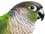 Conure - Small